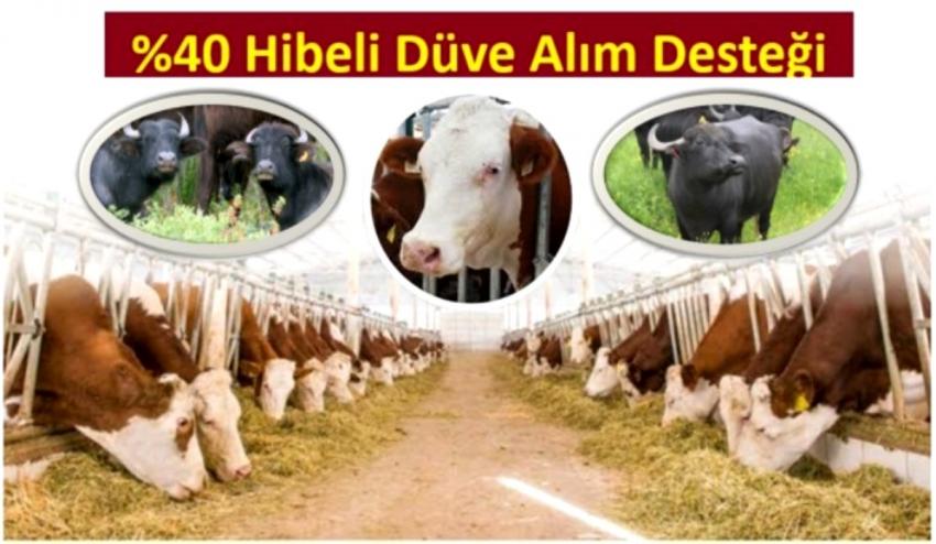 40’ı HİBE İle Düve Alım Desteği Başvuruları Başlıyor
