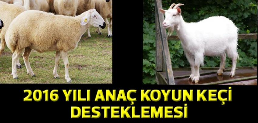 2016 Yılı Anaç Koyun ve Keçi Desteklemesi